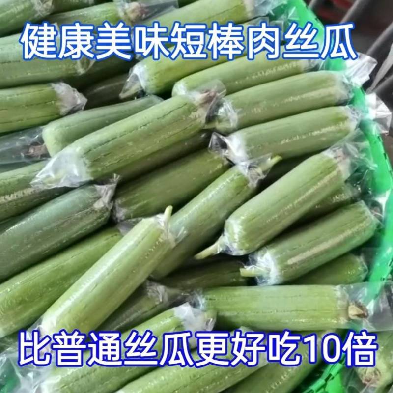 《畅销推荐》广西肉丝瓜基地直发对接全国保质保量一条龙服