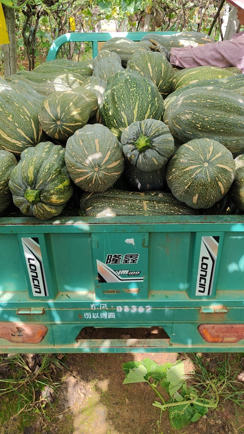 南瓜
