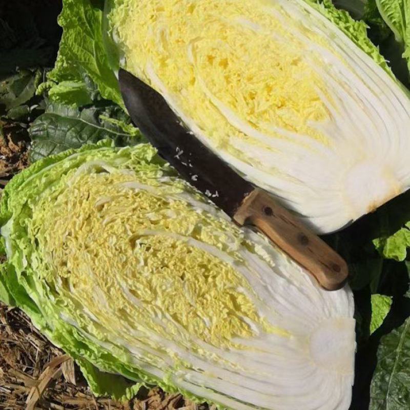 山东黄心白菜，北京三号白菜，净菜标准，可加工各种包装