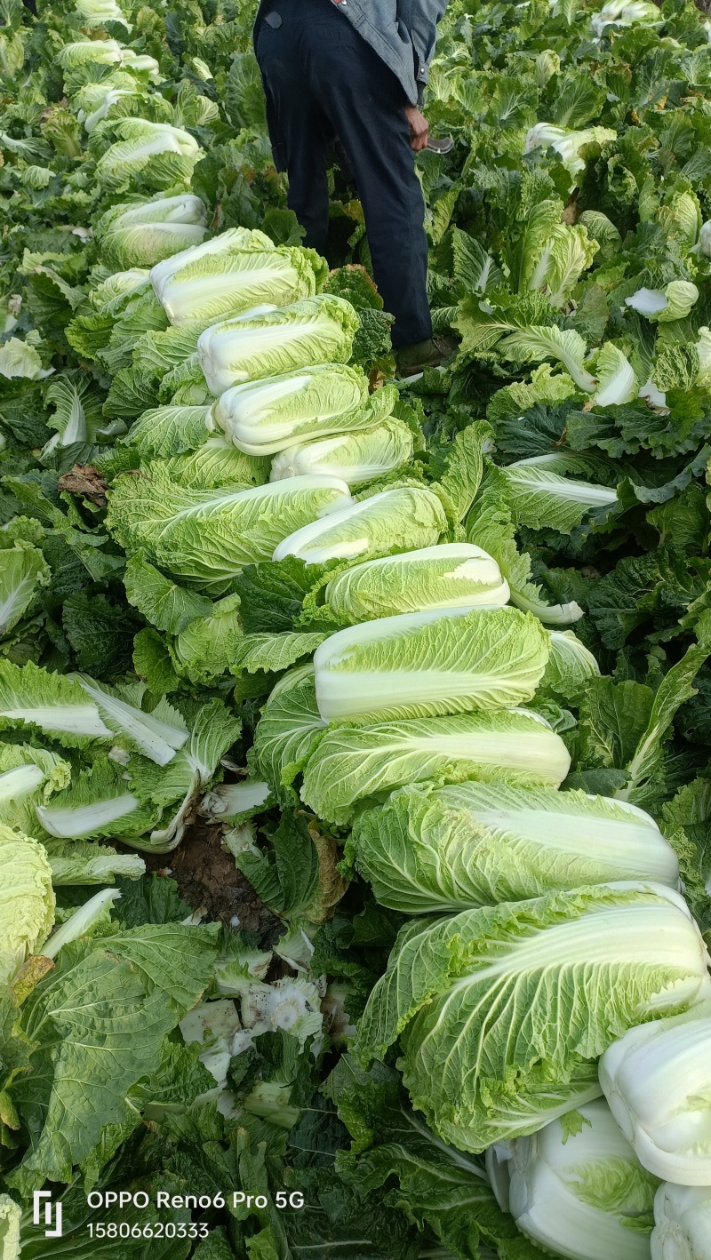 山东黄心白菜，北京三号白菜，净菜标准，可加工各种包装