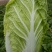 山东黄心白菜，北京三号白菜，净菜标准，可加工各种包装