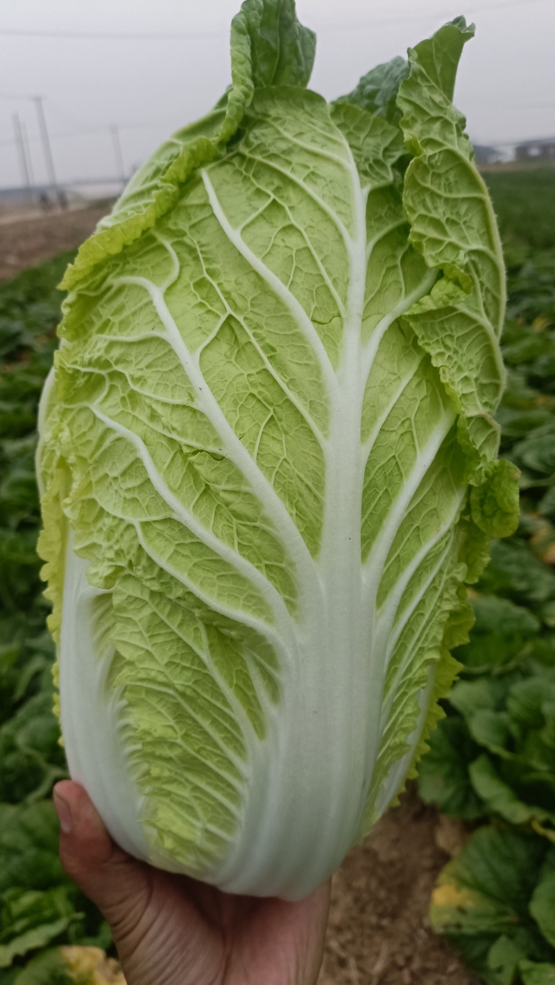 山东黄心白菜，北京三号白菜，净菜标准，可加工各种包装