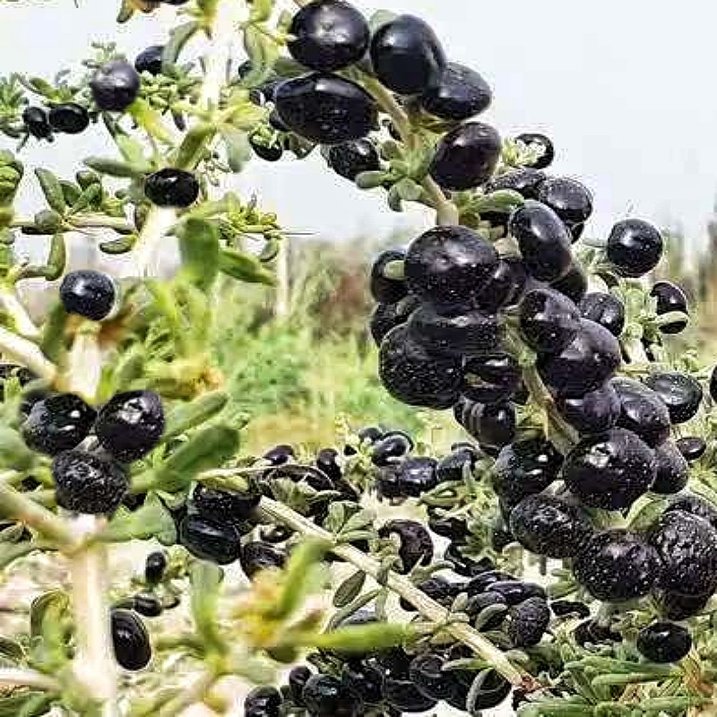 黑枸杞新疆特产头茬无加工原味泡茶泡水散装新货包邮批发