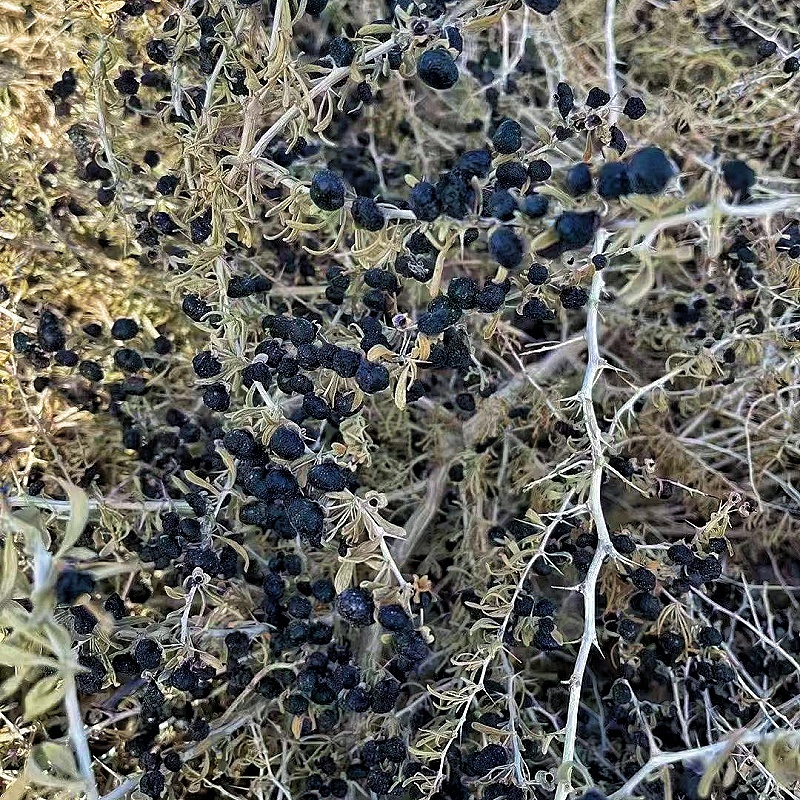 黑枸杞新疆特产头茬无加工原味泡茶泡水散装新货包邮批发