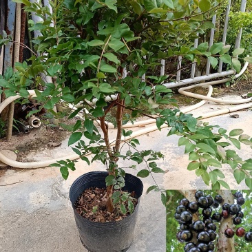 沙巴树葡萄嘉宝果/福利放漏12块/棵。