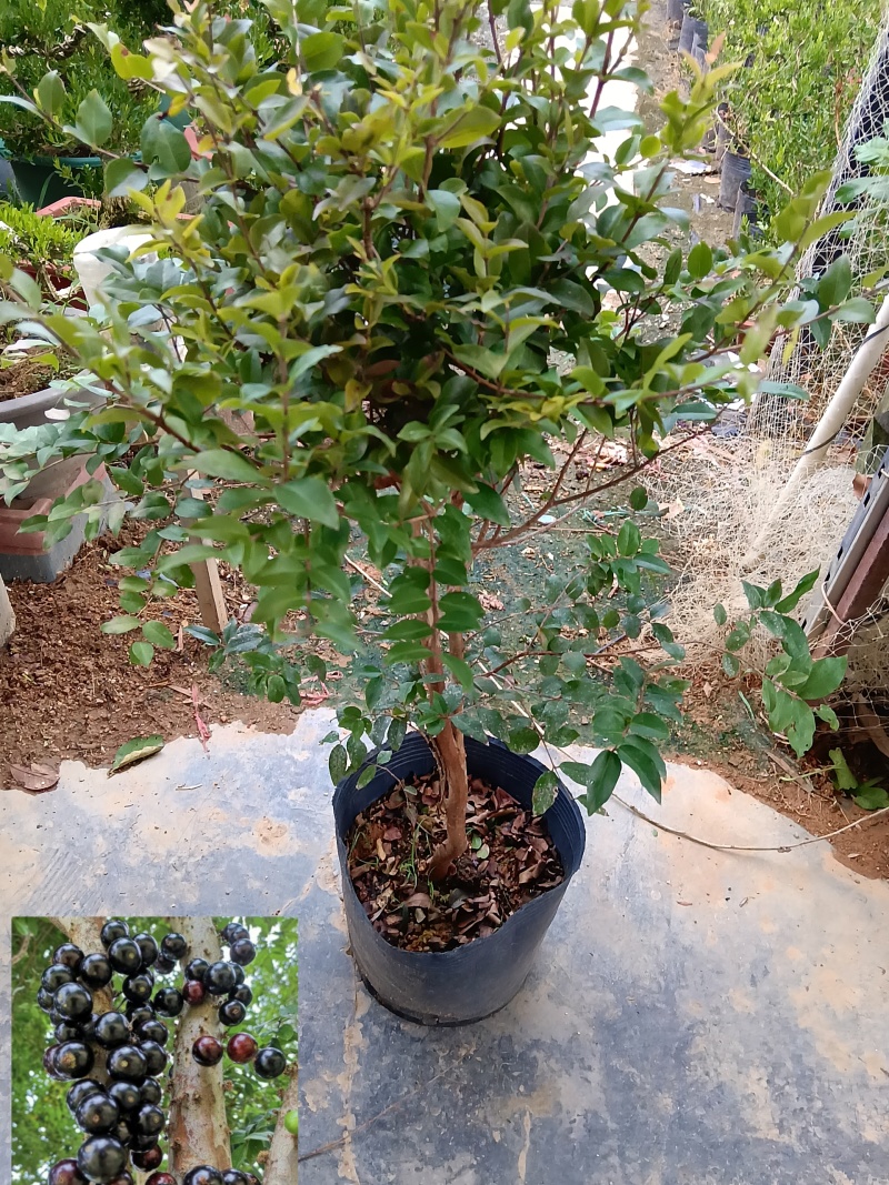 沙巴树葡萄嘉宝果/福利放漏12块/棵。