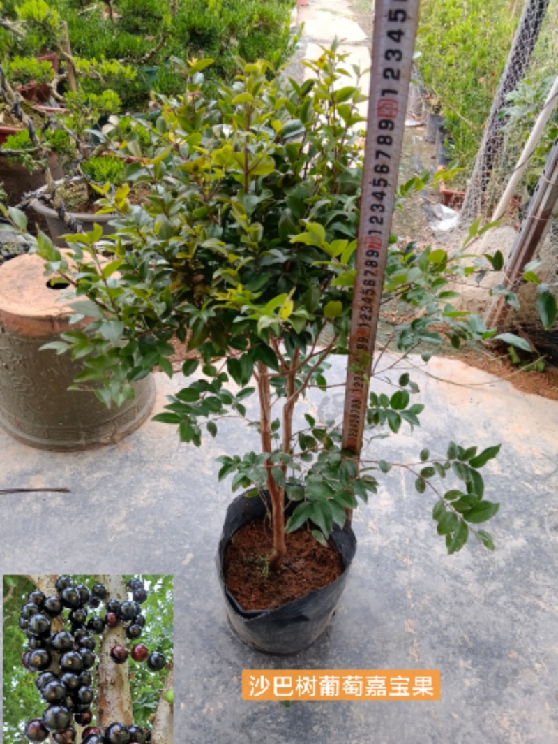 沙巴树葡萄嘉宝果/福利放漏12块/棵。