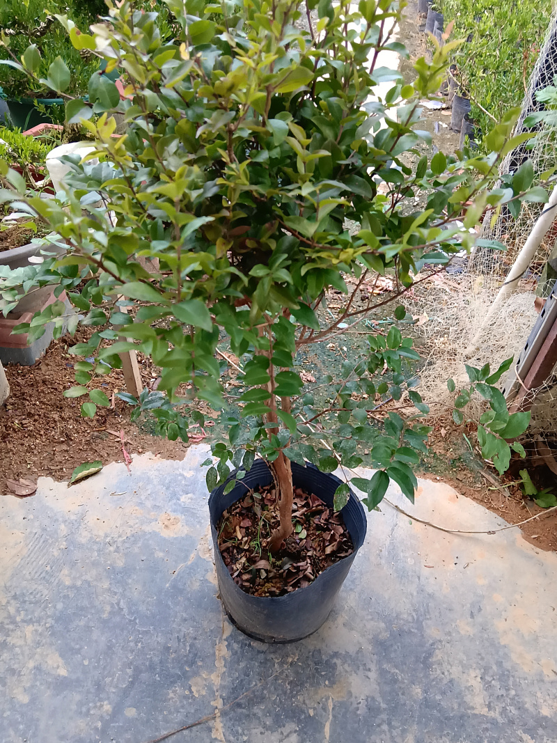 沙巴树葡萄嘉宝果/福利放漏12块/棵。