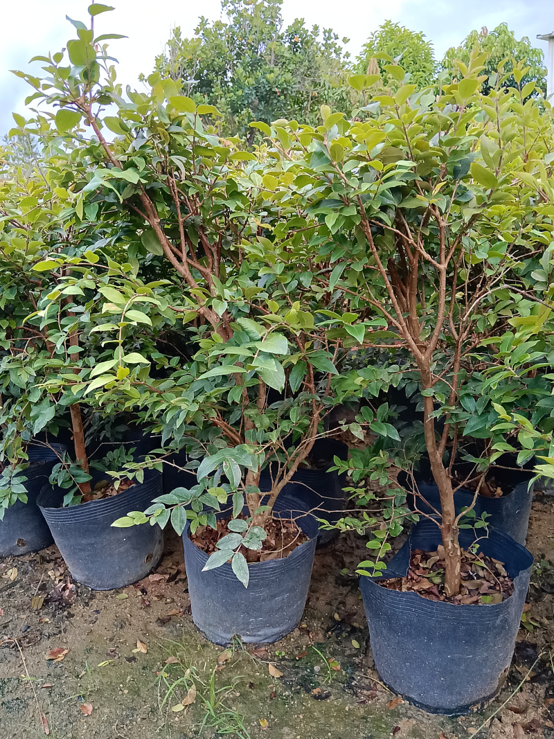 沙巴树葡萄嘉宝果/福利放漏12块/棵。