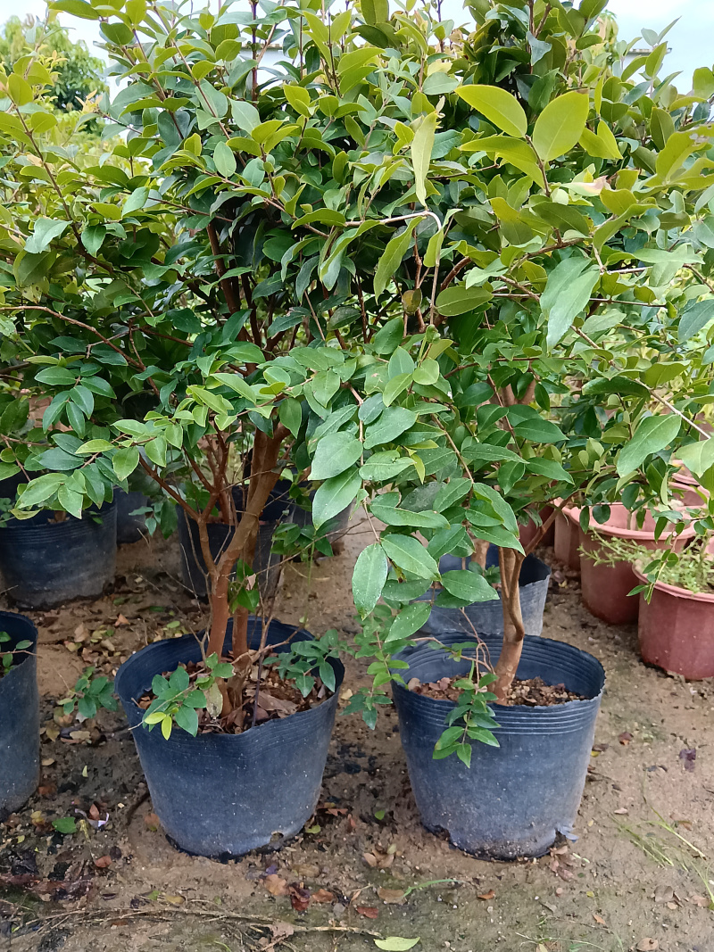 沙巴树葡萄嘉宝果/福利放漏12块/棵。