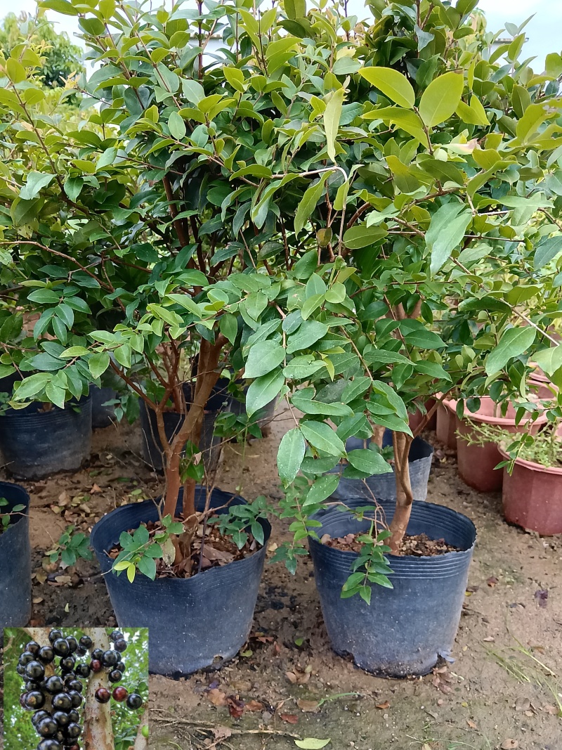 沙巴树葡萄嘉宝果/福利放漏12块/棵。