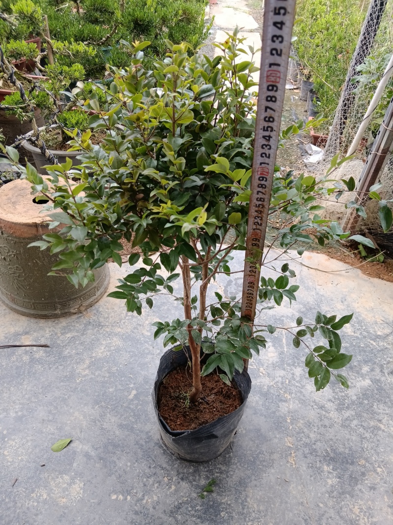 沙巴树葡萄嘉宝果/福利放漏12块/棵。