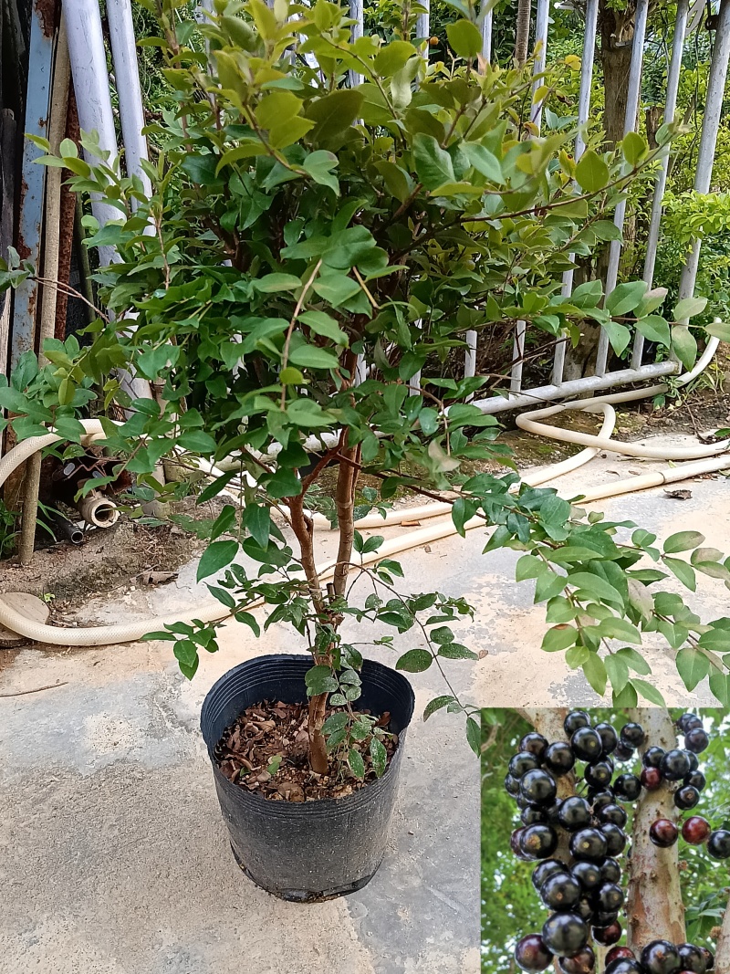 沙巴树葡萄嘉宝果/福利放漏12块/棵。