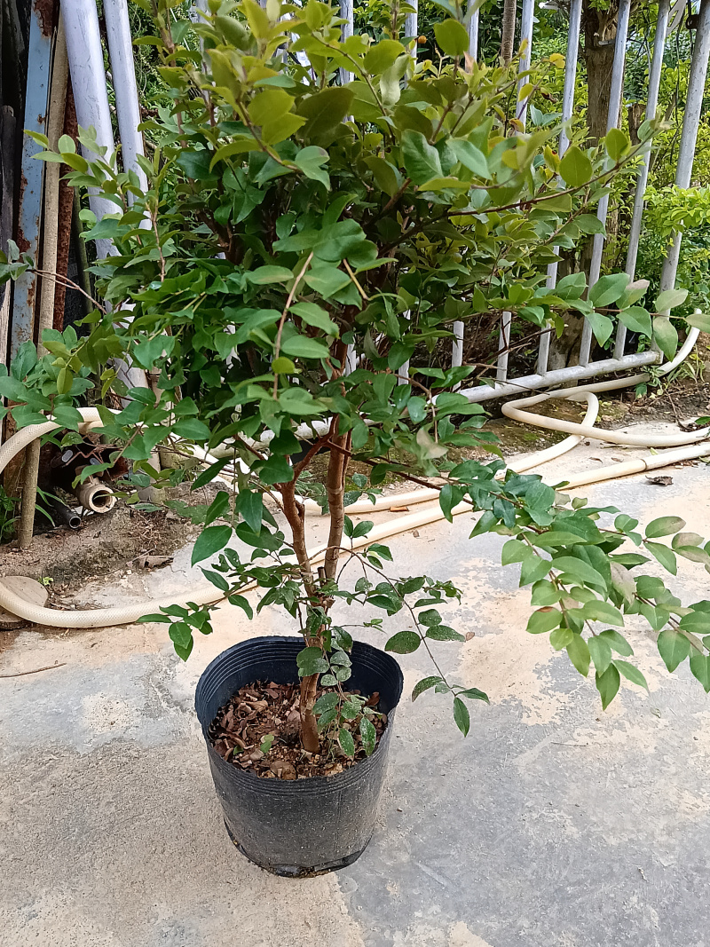 沙巴树葡萄嘉宝果/福利放漏12块/棵。