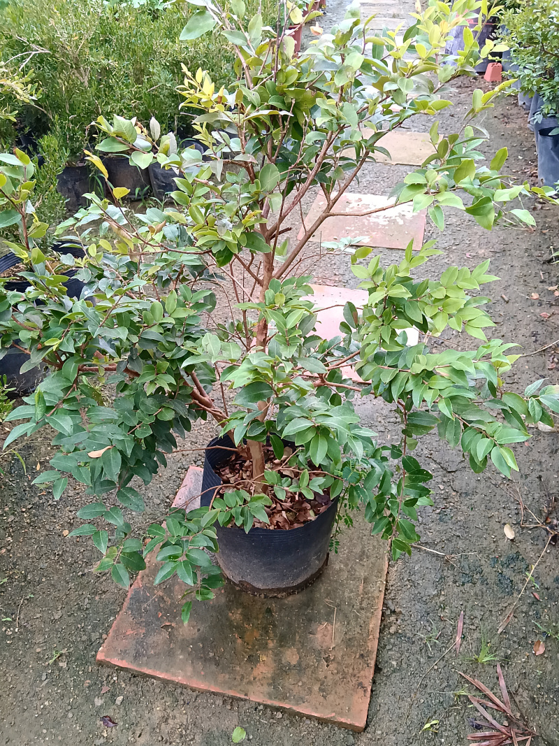 沙巴树葡萄嘉宝果/福利放漏12块/棵。