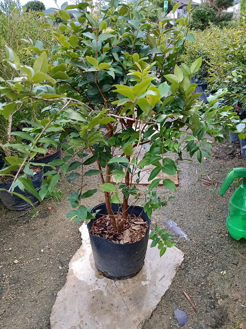 沙巴树葡萄嘉宝果/福利放漏12块/棵。