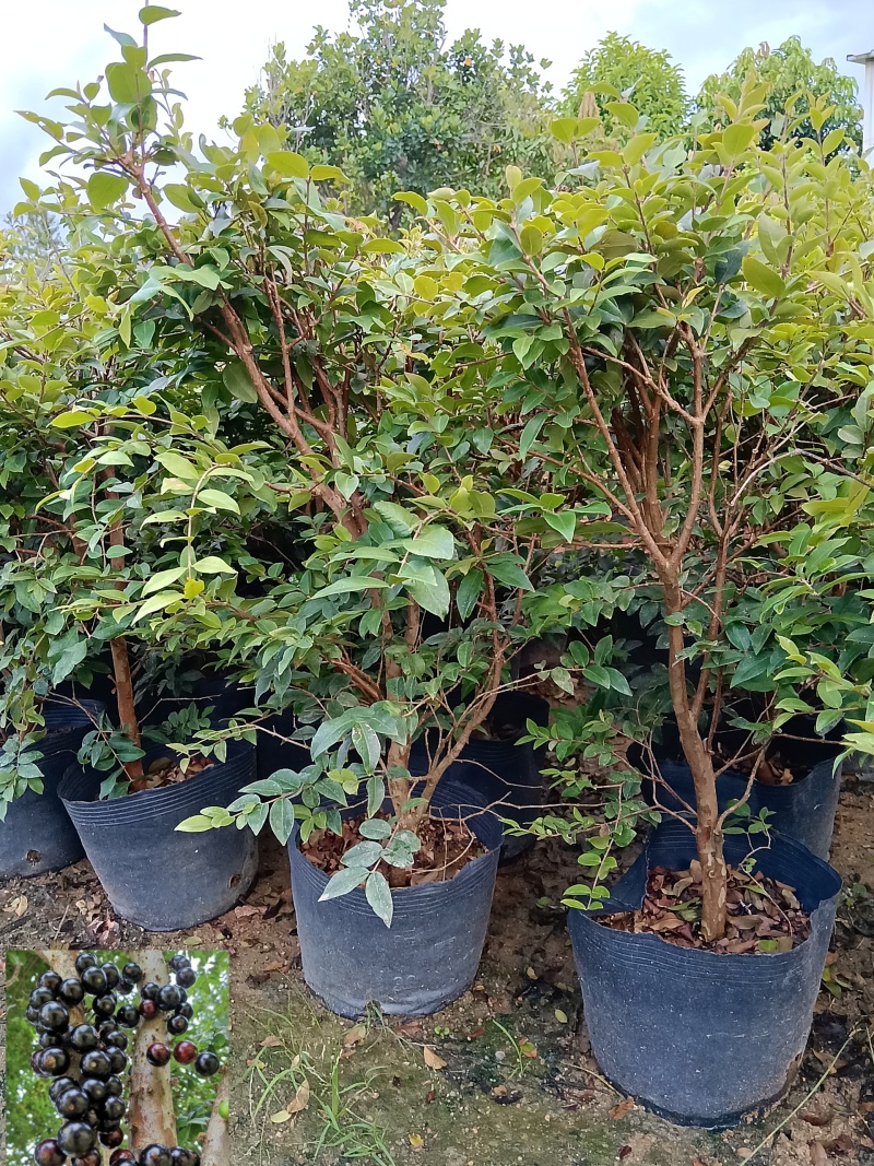 沙巴树葡萄嘉宝果/福利放漏12块/棵。