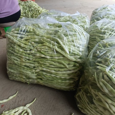 白豆角，白芸豆角，品质保证，产地直发，价格优惠
