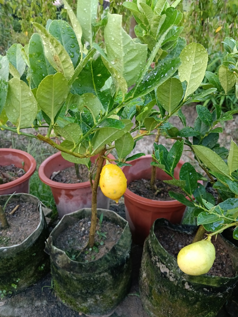 广东香水柠檬/黑杯苗。福利放漏6块/棵自提价。