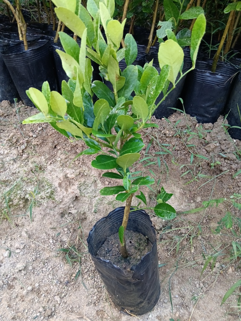 广东香水柠檬/黑杯苗。福利放漏6块/棵自提价。