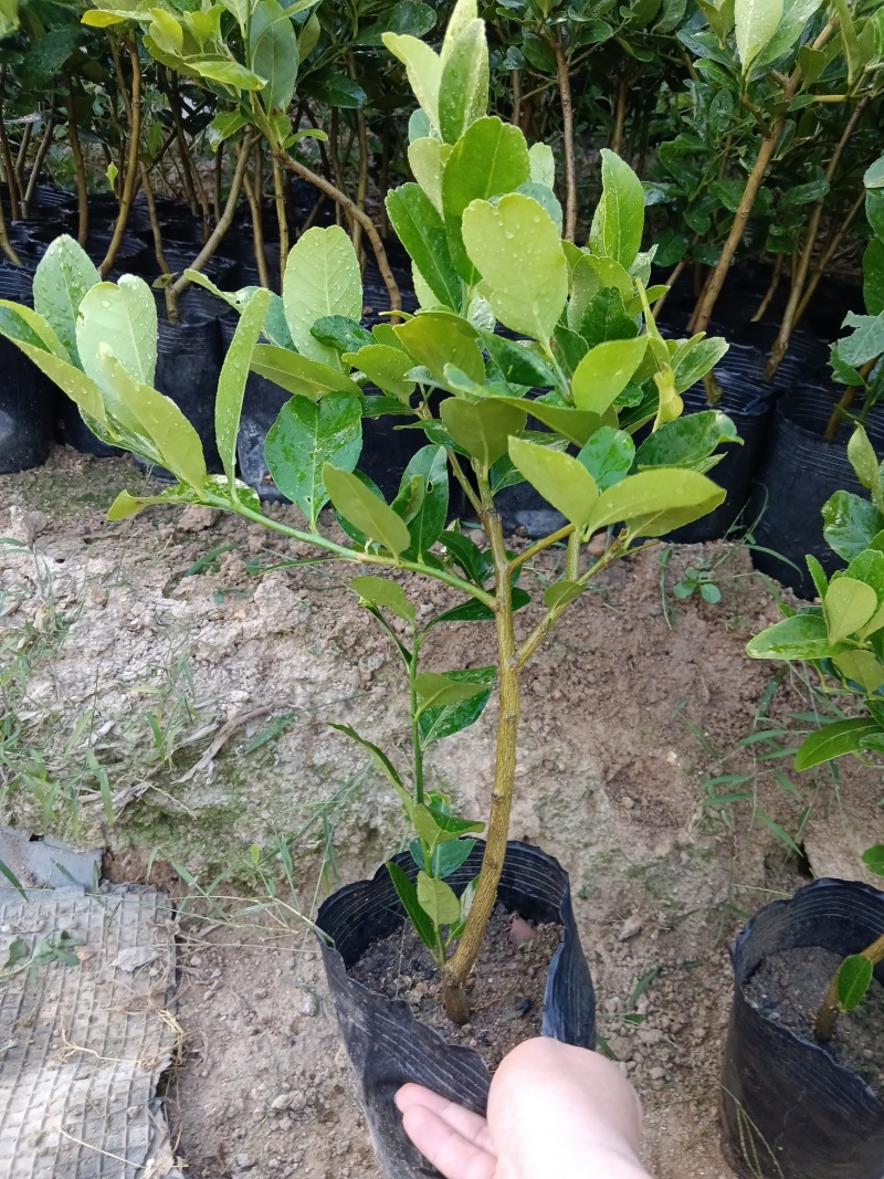 广东香水柠檬/黑杯苗。福利放漏6块/棵自提价。