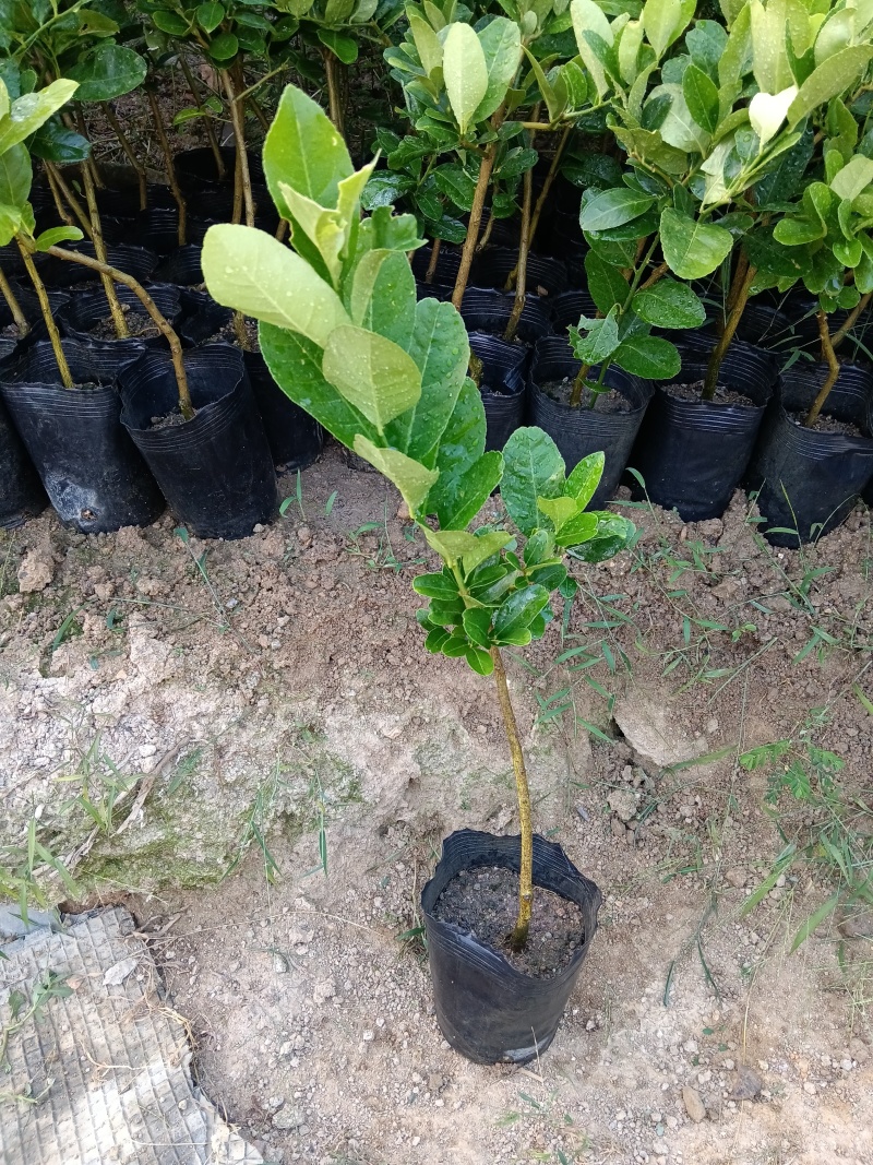 广东香水柠檬/黑杯苗。福利放漏6块/棵自提价。