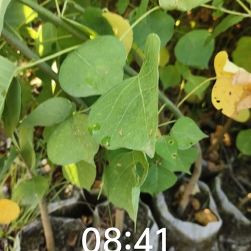 乌桕营养杯苗