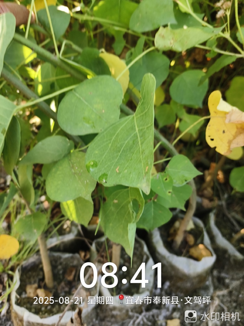 乌桕营养杯苗