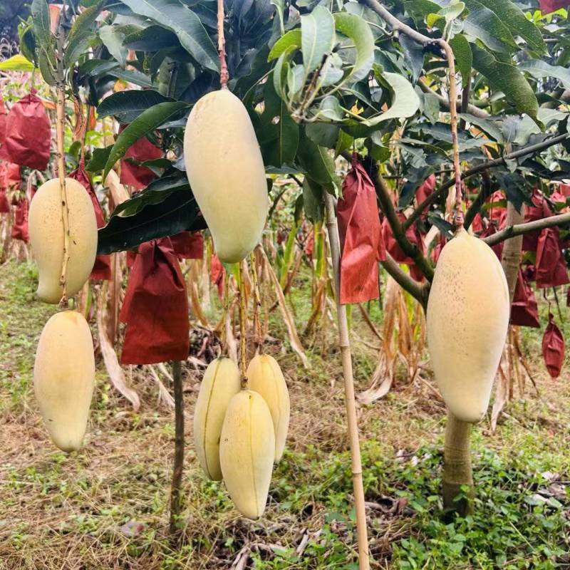 晚熟芒果9-10斤装包邮需要的打电话给我