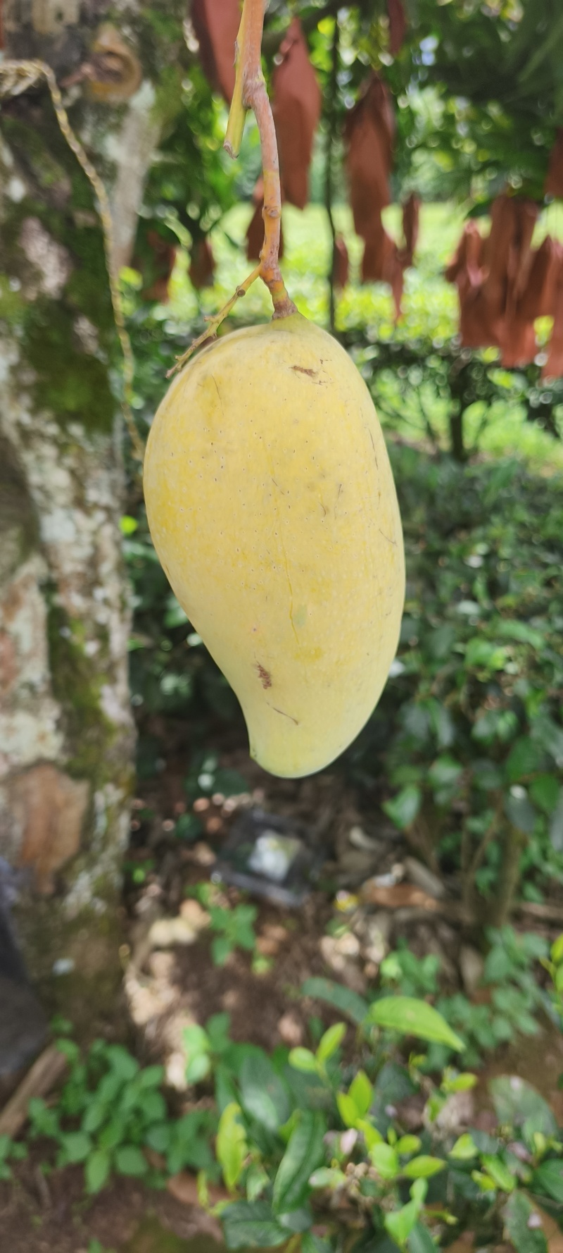 晚熟芒果9-10斤装包邮需要的打电话给我