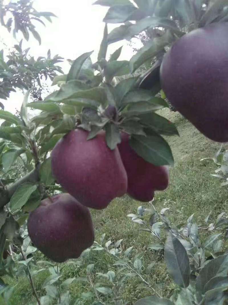 鲜果，果园现摘