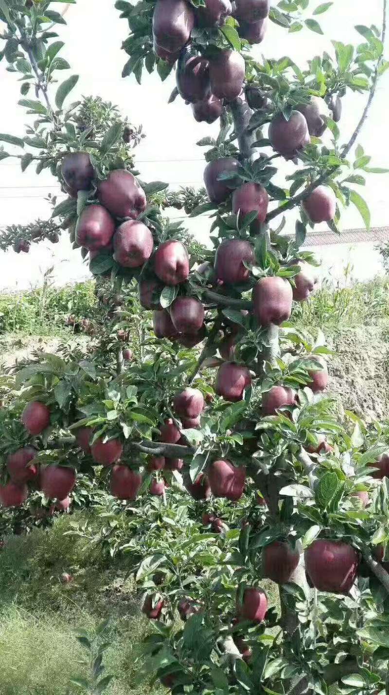 鲜果，果园现摘
