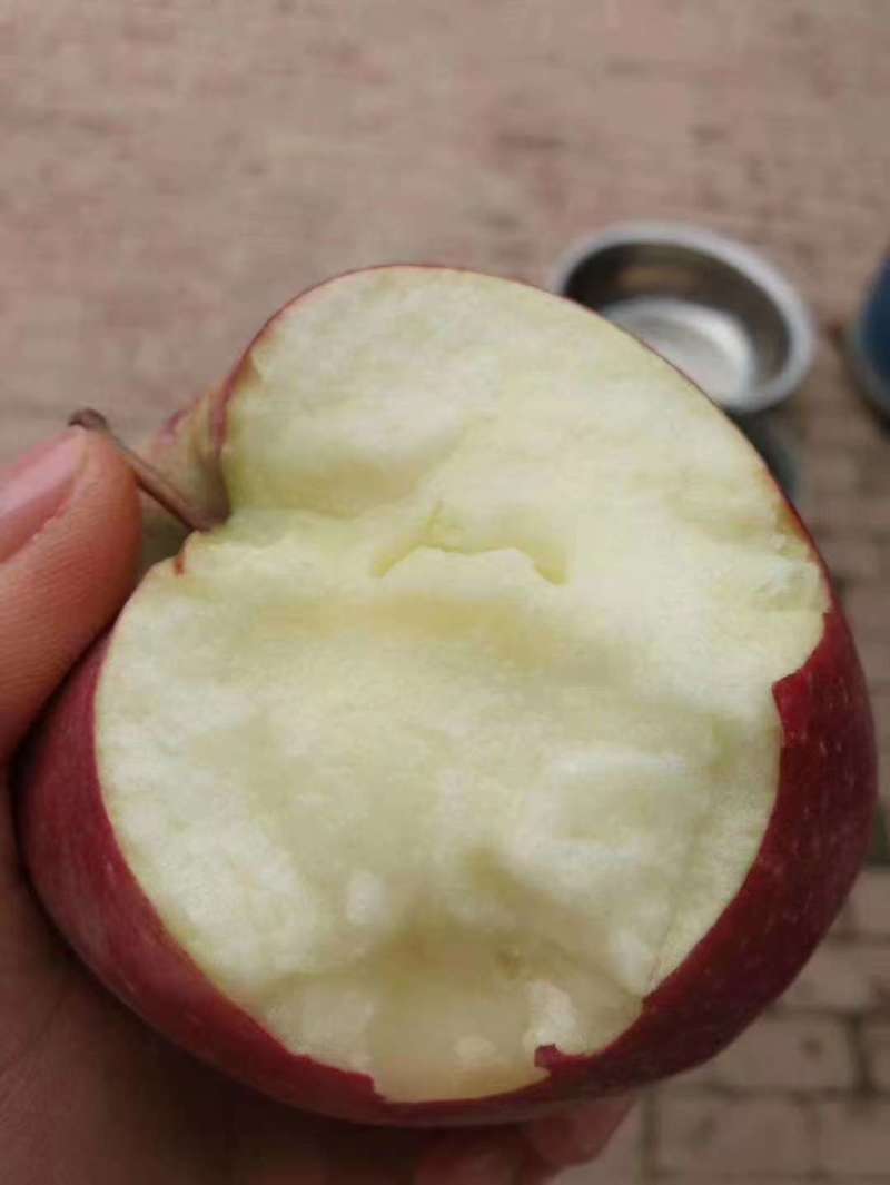 鲜果，果园现摘