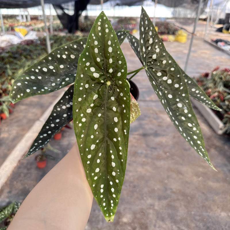 塞拉山王秋海棠竹节海棠观叶植物室内热植