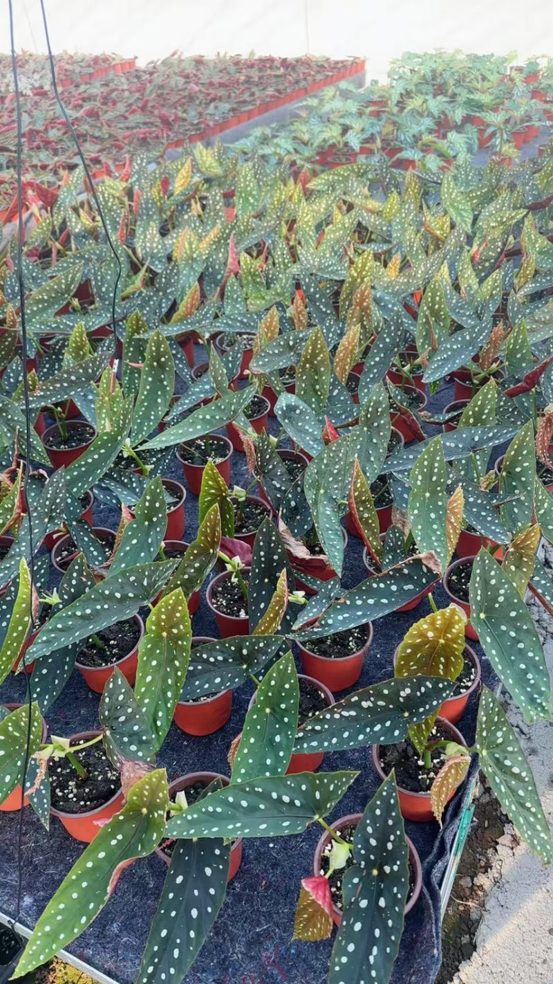 塞拉山王秋海棠竹节海棠观叶植物室内热植