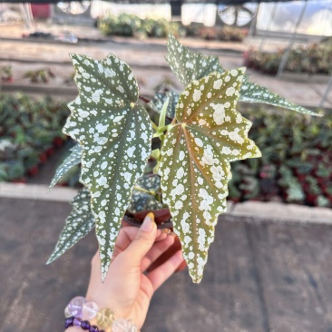 点地梅秋海棠竹节海棠观叶植物