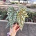点地梅秋海棠竹节海棠观叶植物