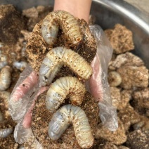 独角仙3龄幼虫大量有货，一手货源，场地直发