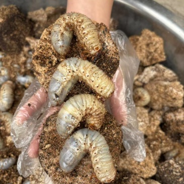 独角仙3龄幼虫大量有货，一手货源，场地直发