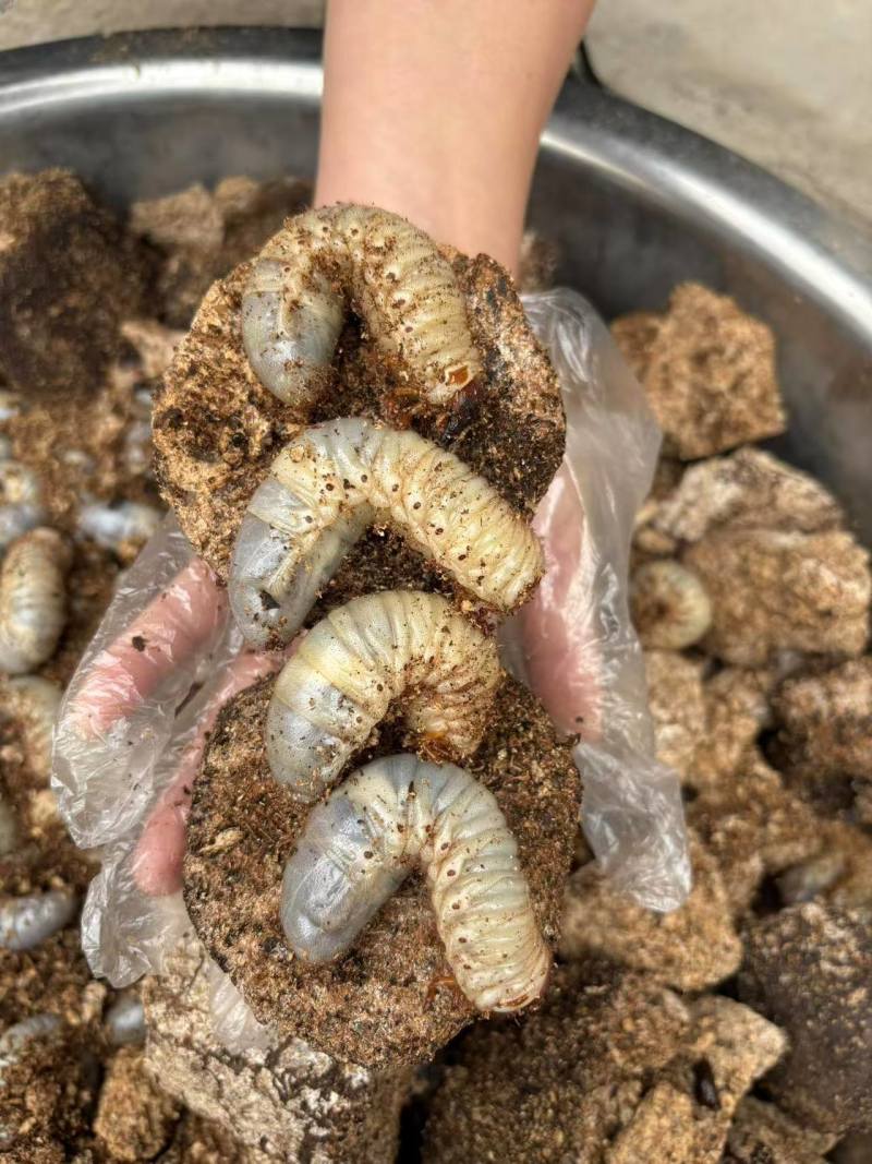 独角仙3龄幼虫大量有货，一手货源，场地直发