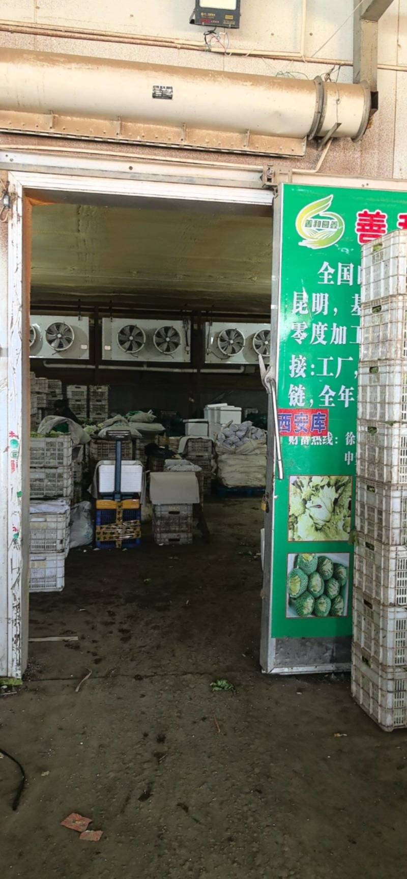善和圆鑫球生菜，基地直发，冷库加工，冷链运输，净菜包装。