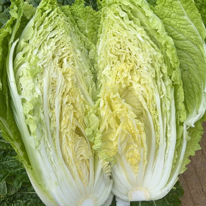威宁大白菜产地直发，量大从优！可以长期供应！