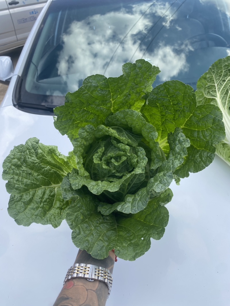 威宁大白菜产地直发，量大从优！可以长期供应！
