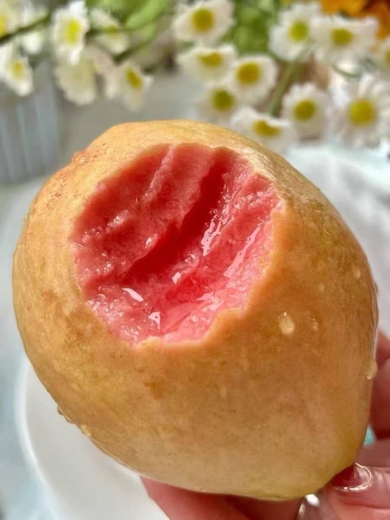 红心芭乐供应商超市场电商奶茶酸嘢店