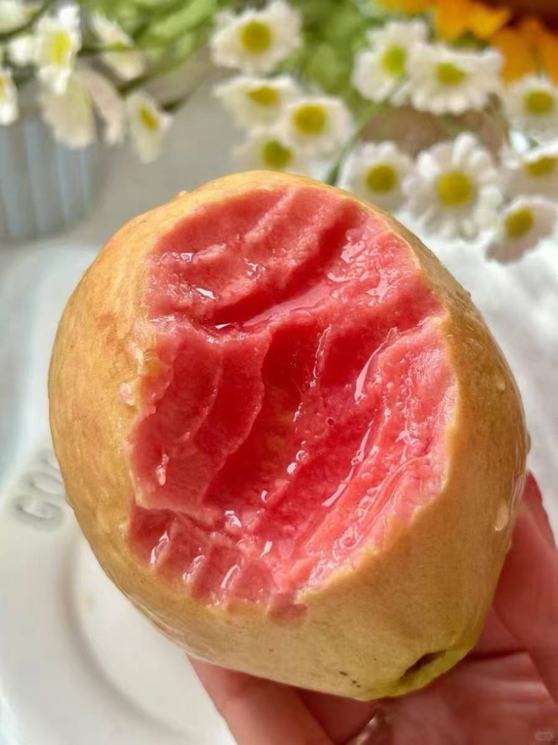 红心芭乐供应商超市场电商奶茶酸嘢店
