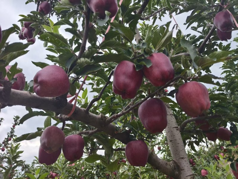 甘肃花牛苹果