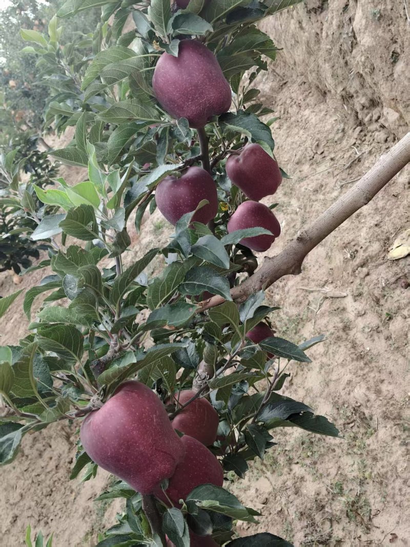 甘肃花牛苹果