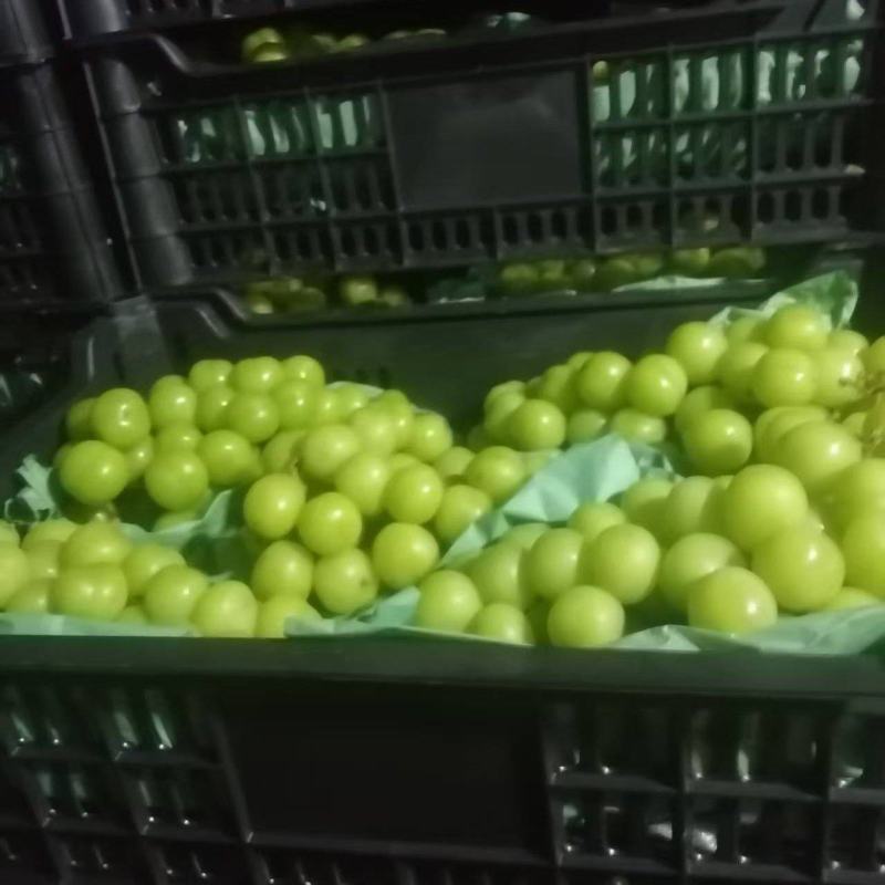 阳光玫瑰