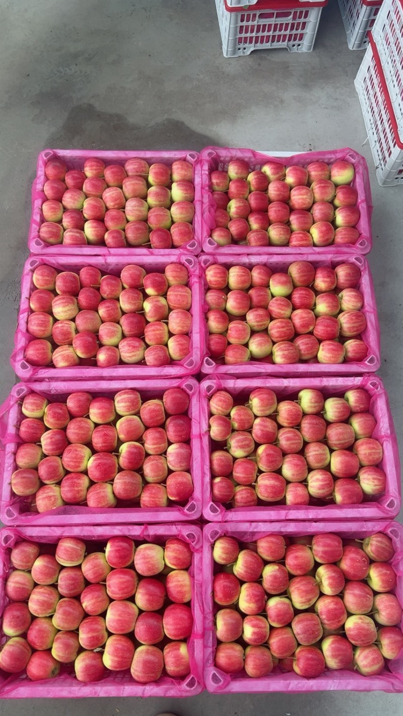 123小苹果口感脆甜多汁颜色红精品货产地直发