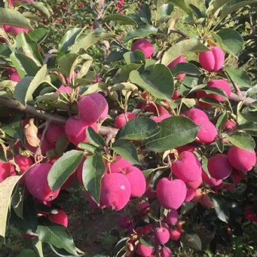 鞍山鸡心果